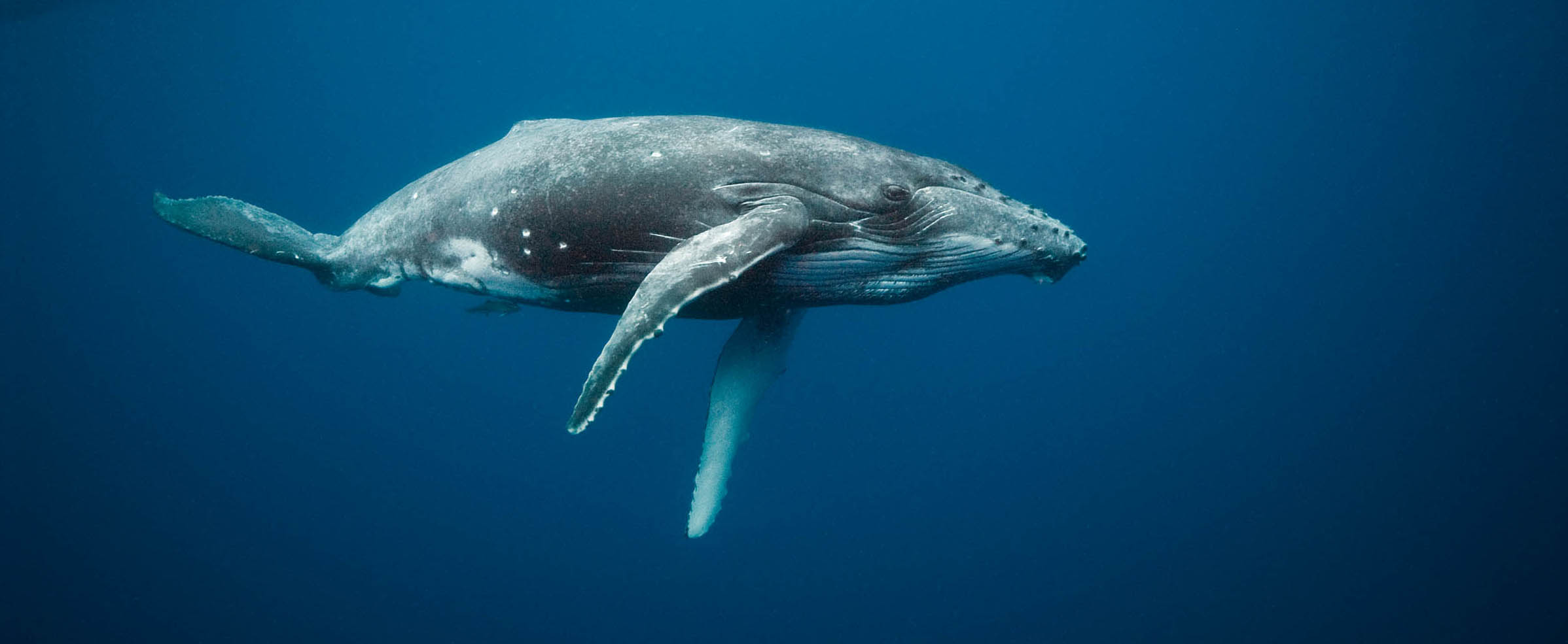 Resultado de imagen de whale