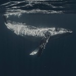whales-underwater-Emma-Rowan-Kelly-3