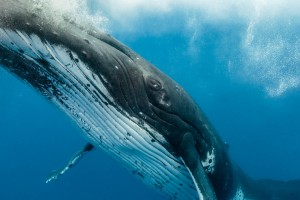 whales-underwater-darrenjew-whale-16