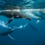 whales-underwater-darrenjew-whale-20