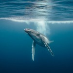 whales-underwater-darrenjew-whale-21