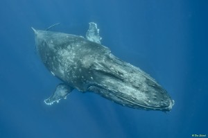 whales-underwater-don-silcock-Mature Whale
