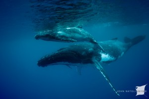 whales-underwater-john-natoli-DSC4083