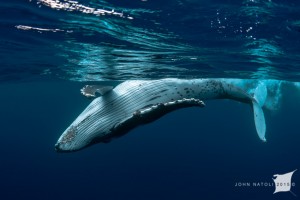 whales-underwater-john-natoli-DSC4432