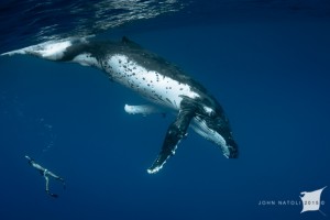 whales-underwater-john-natoli-DSC4451
