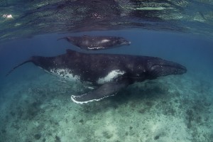 whales-underwater-john-natoli-DSC8223