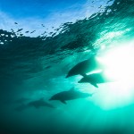 whales-underwater-phil-thurston-tour-3