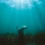 whales-underwater-phil-thurston-tour-Seal-grace