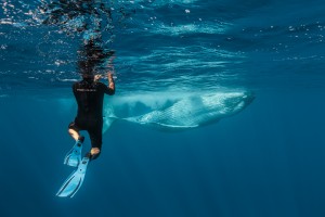 whales-underwater-photography-darren-jew-01