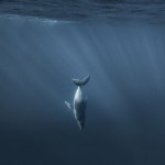 whales-underwater-rita-kluge-1