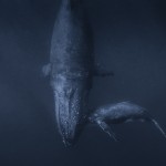 whales-underwater-rita-kluge-2
