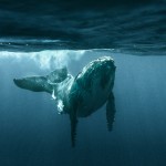 whales-underwater-rita-kluge-4