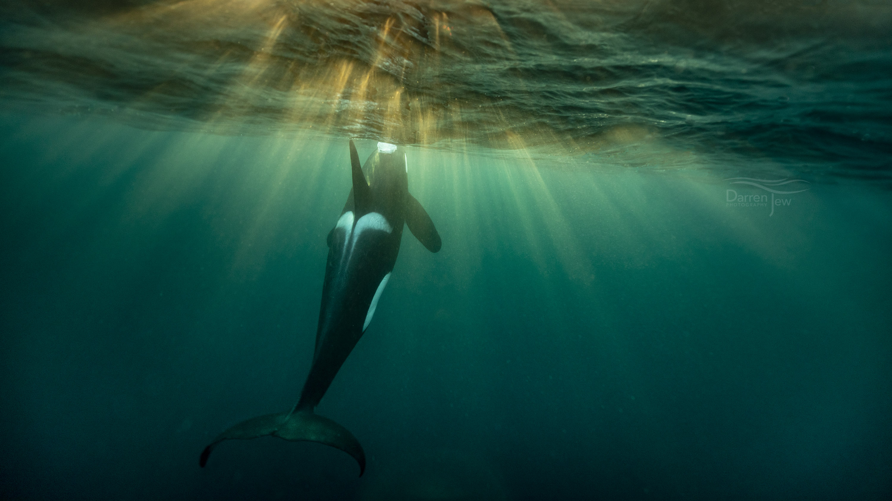 Orcas in Norway - Whales Underwater